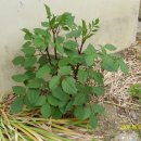 대자연농원 이미지