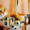 야옹아멍멍해봐(두정점) 이미지