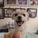 도그루아 이미지