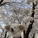 꽃길걷개 이미지