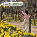 신곡동 313-7 일원 | 월아산 숲속의 진주 경남 수선화 명소 봄꽃 만개 피크닉 가기 좋은 곳