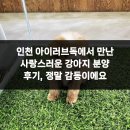 강아지사랑 | 인천 아이러브독에서 만난 사랑스러운 강아지 분양 후기, 정말 감동이에요