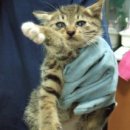 중곡동물병원 이미지