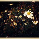 들꽃연가 이미지