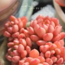 다육씨