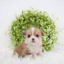 천안 강아지분양 도로시펫 이미지