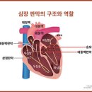 심장의 문 '판막' 오래 쓰면 닳아… 이상 증상 알아두세요 이미지