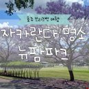 뉴팜 | 호주 브리즈번 여행 봄꽃 자카란다 명소 뉴팜 파크