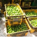 자가농장 이미지