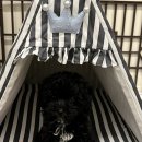 심바동물병원 | [서초구 동물병원 - 심바동물병원] 인천 살지만 친절한 동물병원 심바동물병원으로 다니는 이유🖤