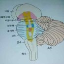 점수의 수행체계 - 아나파나사띠 이미지