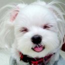 예쁜강아지 이미지