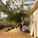 상부농장(1농장), 이슬농장 | 서울 근교 아이랑 갈만한 곳_일산 딸기농장체험 아침이슬농장2농원