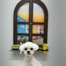 홀리몰리살롱 이미지