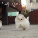 아담스펫 강아지분양 고양이분양 인천본점 이미지