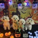 글로리 애견 유치원 이미지