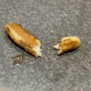 7621 | 잠실 가성비 스시오마카세, 스시미타 런치 내돈내산 솔직후기