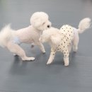 댕바이댕 이미지