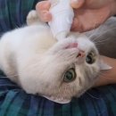 고양이 턱드름 관리 냥쌤 쏙쏙 깨비클리너 선물 받았어요🎁 개선된 후기도 보세요!