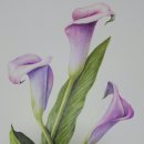 [성인] 색연필로 그리는 꽃 그림 보태니컬 아트 네이버블로그