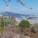 황령산 벚꽃길 이미지