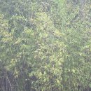 죽서루 | 삼척의 가을 정취 한가득 🍁 관동팔경 ‘죽서루’ 단풍 시즌 마실 후기