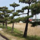 강릉경포그리고바다 이미지