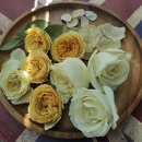 로즈데이 | [부산양산 부케말리기] 흰장미 부케 살릴 수 있을까요? | 로즈데이 장미 | 제작후기