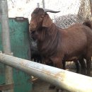 엄지농장 이미지