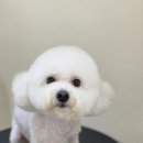 아미고 펫살롱 이미지