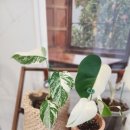 이연농장 | 식물영양제 싱싱칼(이연테크), 몬스테라 알보에 사용해본 후기