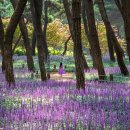 Woman in Purple Dress 이미지