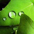 이슬처럼 이미지