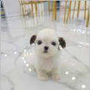 꽃강아지 이미지