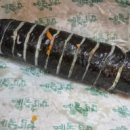 예술김밥
