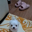 행복 애견방 네이버블로그
