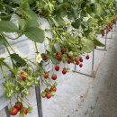 사월농장 | 두 아이와 딸기농장 체험 후기｜용인 딸기랑소풍가기좋은날