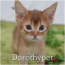 핑크젤리캐터리 이미지