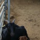 매화골농장 이미지