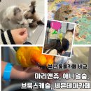 브룩스캣슬 | 광안리 동물카페 추천 비교｜광안리 애니멀숲 vs 마리앤쥬 vs 세븐테마카페 vs 브룩스캣슬