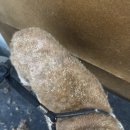 바비펫샵 이미지