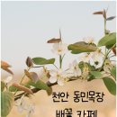 동민목장 | 하얀 배꽃이 흩날리는 천안 감성 카페 '동민목장' 4월 실시간 방문 후기