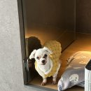 휘게 펫케어 | 믿고 맡길 수 있었던 휘게펫케어 수원영통점 솔직 이용 후기