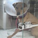 상무동물병원 이미지