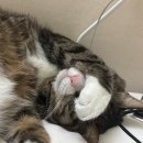 댕냥이 | 행복한 댕냥이 원터치 브러쉬 솔직 후기! 반려동물 빗 추천템