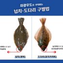 도다리