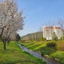 시냇물 농장 | 평창켄싱턴호텔 평창숙소, 국내 호캉스 추천 가족여행 숙소 후기