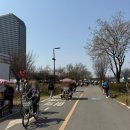 여의도 한강공원 4월 봄 벚꽃축제 요트데이트 꿀팁 탑요트코리아