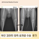 부산 리브동물의료센터 | 부산 슬개골 전문 병원 리브동물의료센터 슬개골 탈구 수술 후기