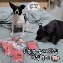 우쭈쭈수제간식 | 강아지 수제간식 흑염소뿔 한우허파칩 우쭈쭈수제간식 급여 후기